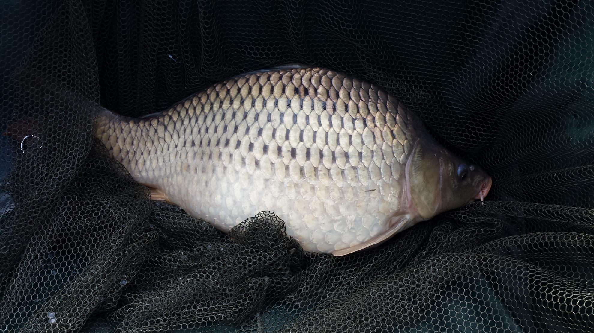 Moara Vlasiei 2 18 - 19 iunie 2016 - 20160619072129.jpg